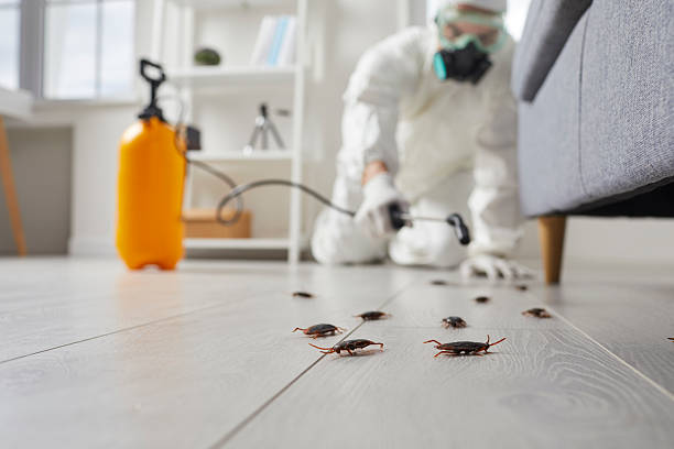 Trusted Cockroach Control service in Woodstock, VA - Nex Pest Control