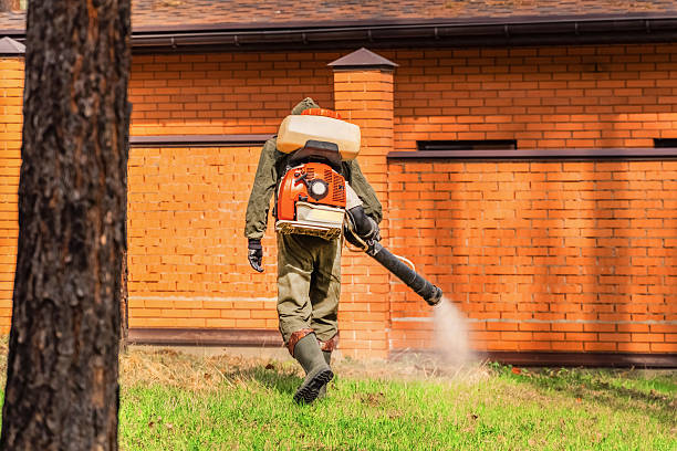 Trusted Ant Control service in Woodstock, VA - Nex Pest Control